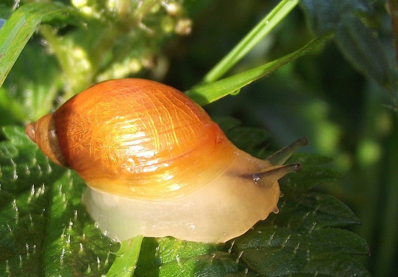 Ramshorn Snail улитка катушка