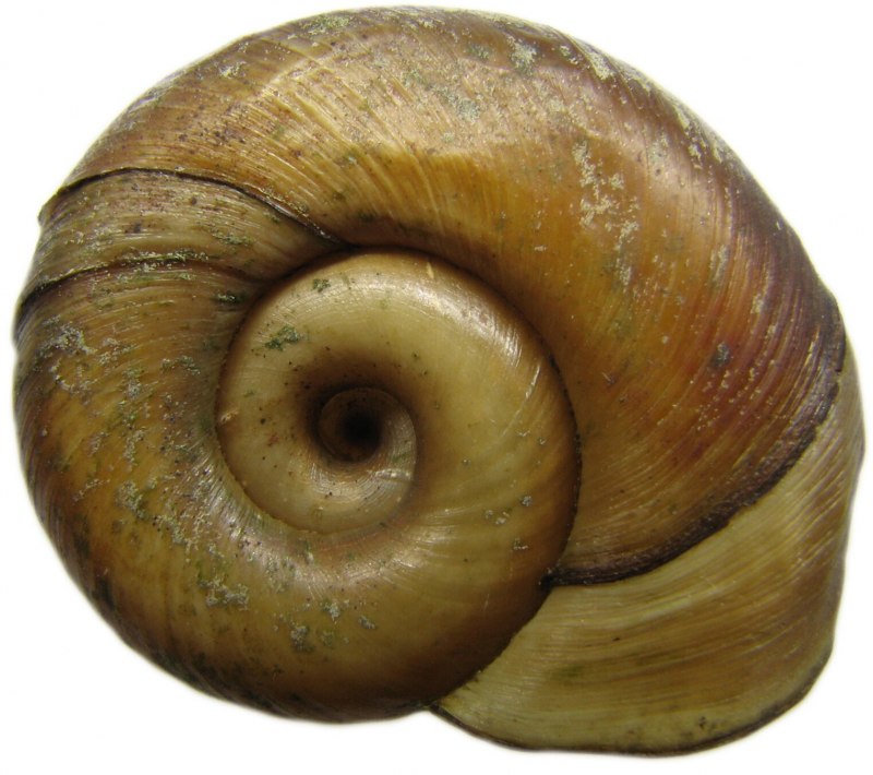 Ramshorn Snail улитка катушка