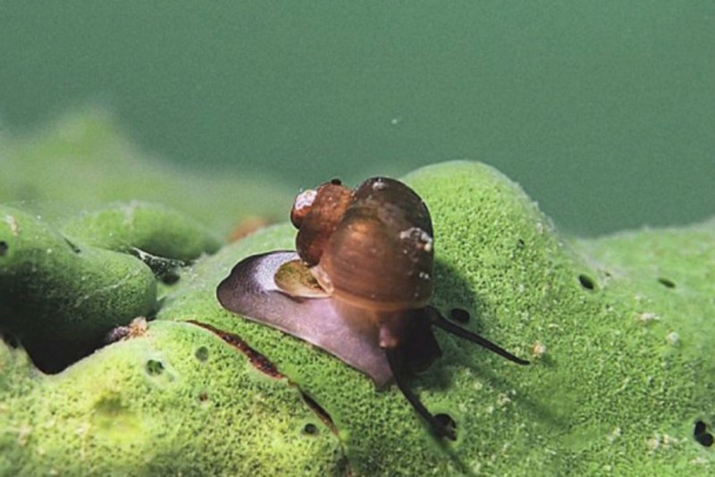 Роговая катушка – Planorbis corneus