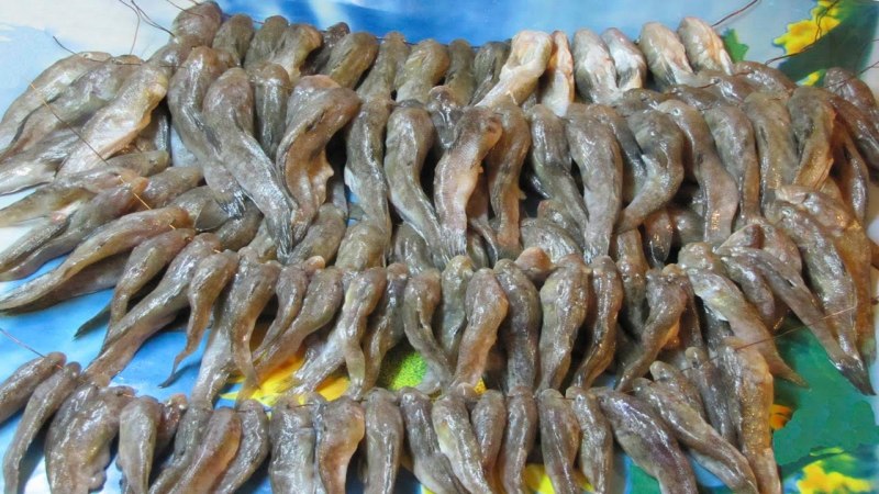 Ловля бычка на Азовском море