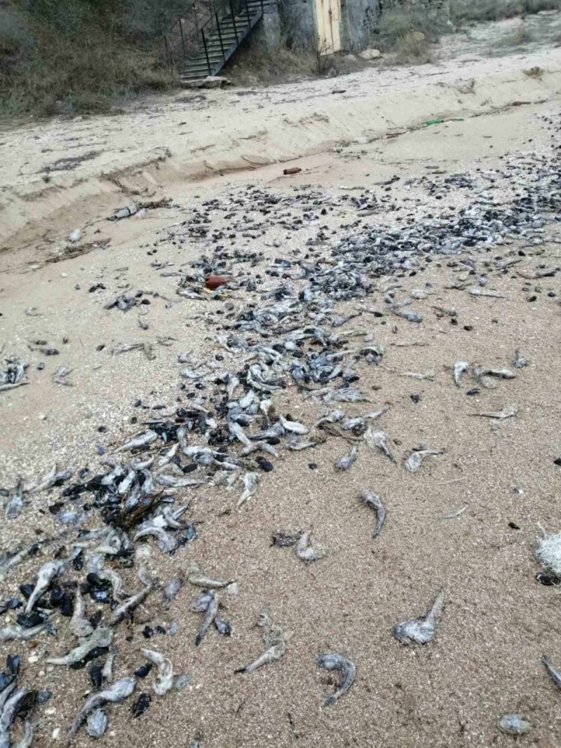 Морской дракон Крым рыба