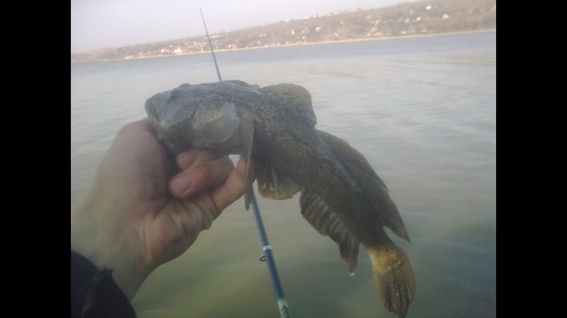 Бычок ГОЛОВАЧ черное море