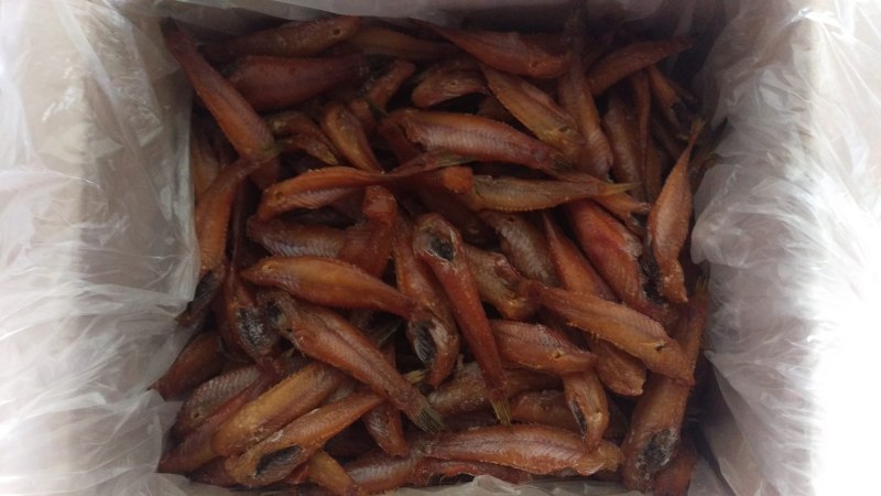 Мор бычка на Азовском море