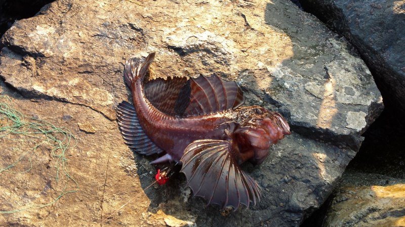 Морской бычок Азовское море