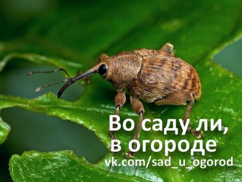 Жук долгоносик вредитель