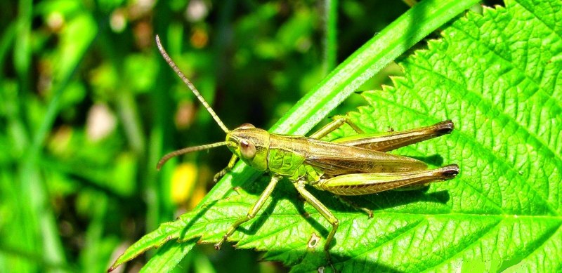 Кузнечик хвостатый Tettigonia caudata