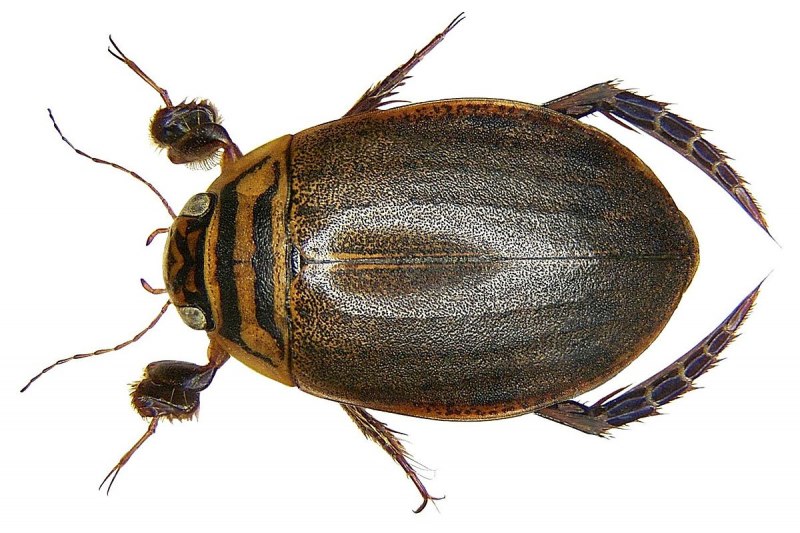 Полоскун бороздчатый Acilius sulcatus