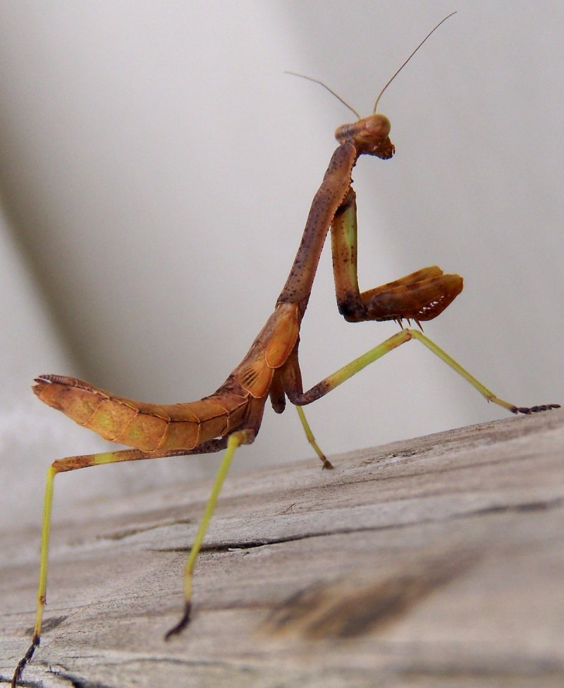 Praying Mantis насекомое