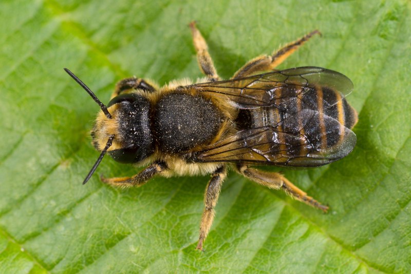 Megachile rotundata пчела-листорез люцерновая