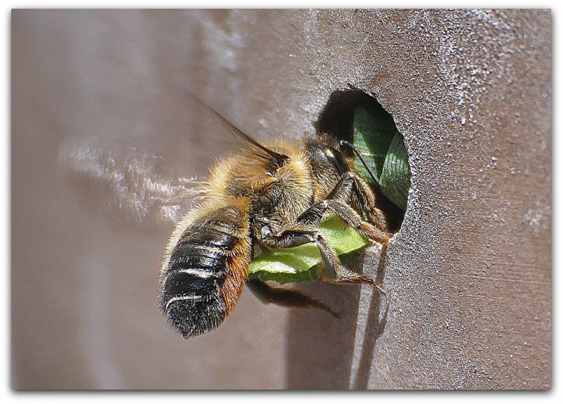 Megachile rotundata пчела-листорез люцерновая