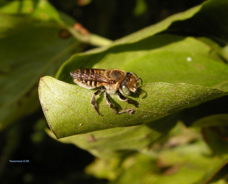 Megachile centuncularis