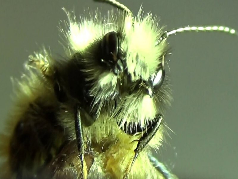Megachile rotundata пчела-листорез люцерновая