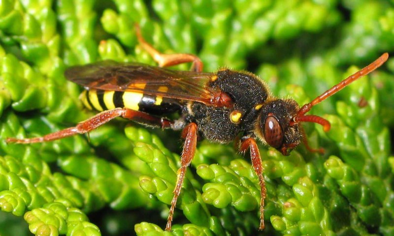 Уоллеса (Megachile Pluto),