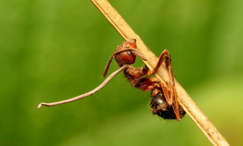 Пчёл семейства Apidae