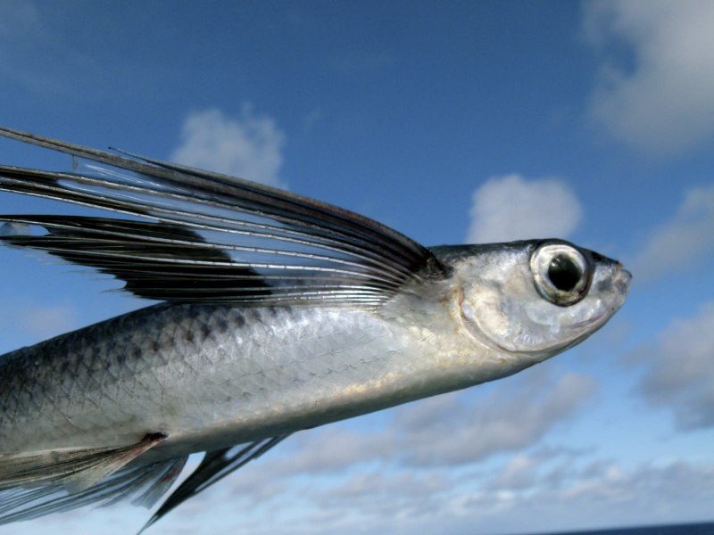 Cypselurus poecilopterus[
