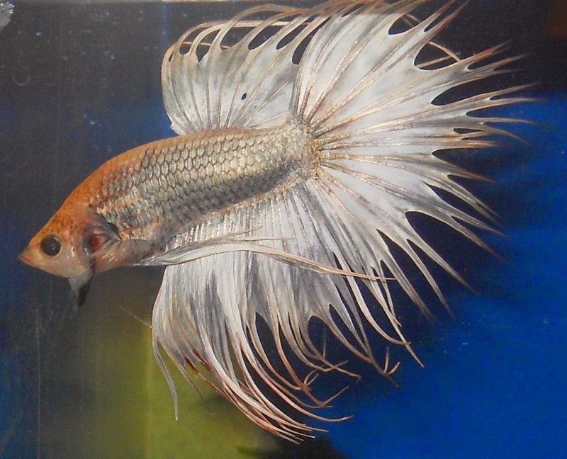 Lionfish группа