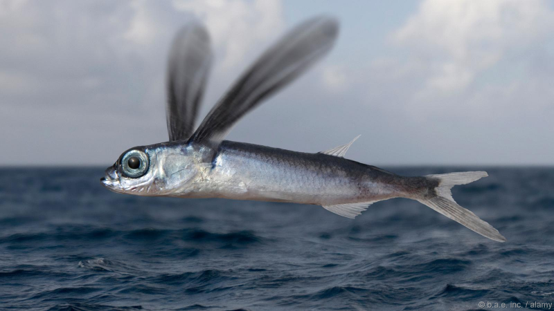 Групер красное море
