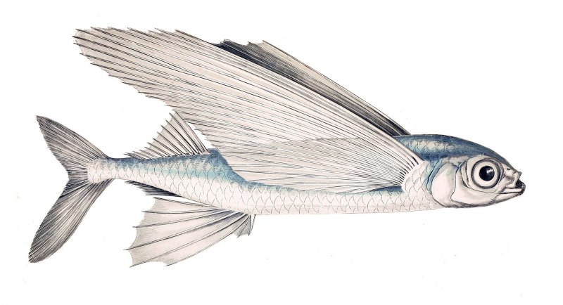 Plectorhinchus chaetodonoides (сладкогуб- Арлекин/плекторинх пятнистый)