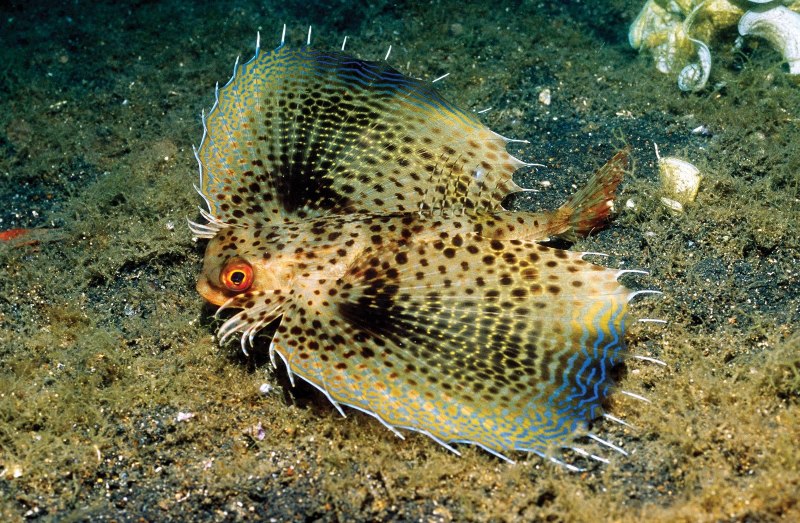 Ostracion meleagris