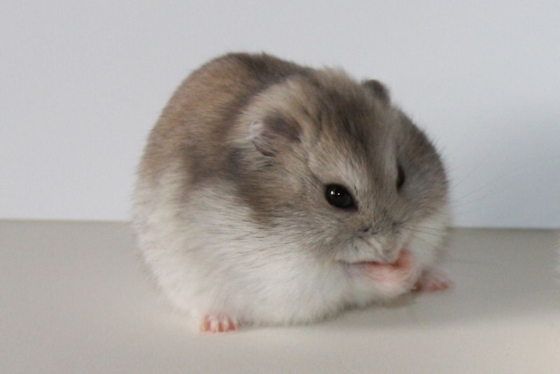 Сибирский джунгарик