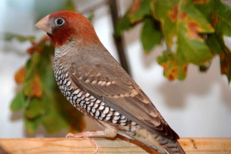 Красногорлая амадина (amadina fasciata)