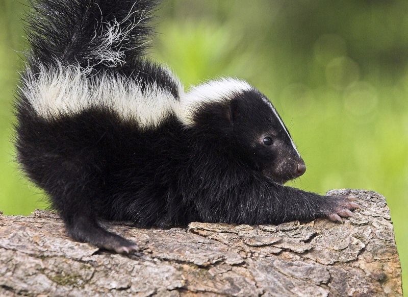 Skunk out