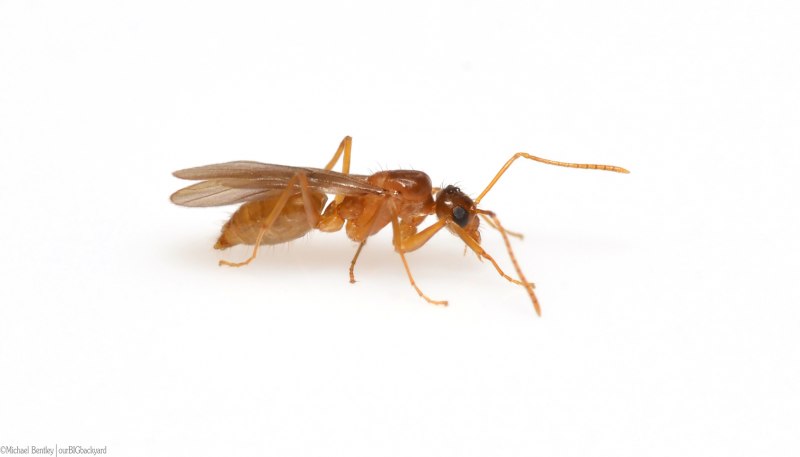 Nylanderia fulva