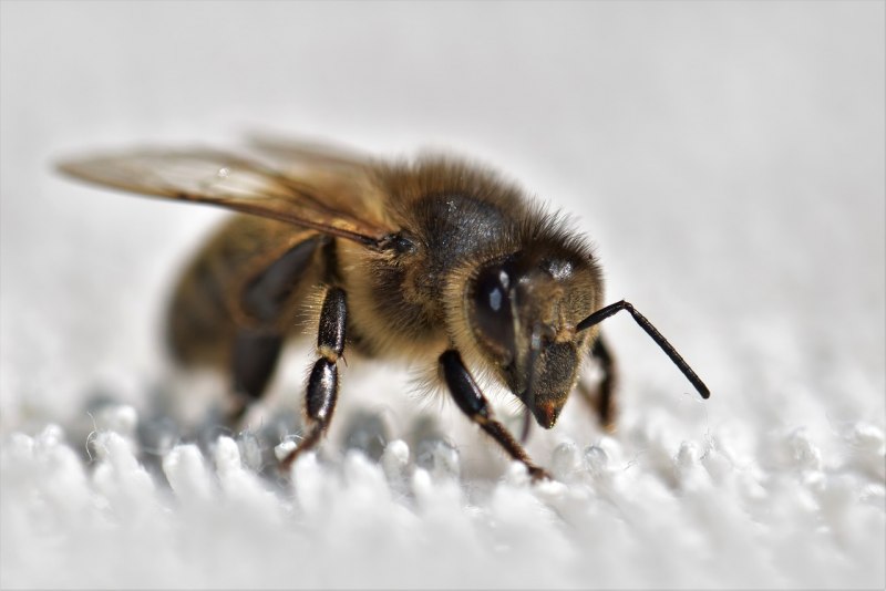 Краинская пчела (APIS mellifera carnica Pollm.)