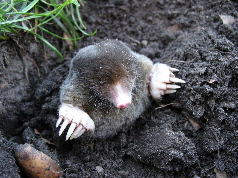 GEX Mole Killer