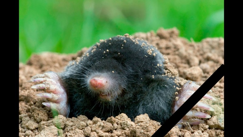 Крот обыкновенный (talpa europaea)