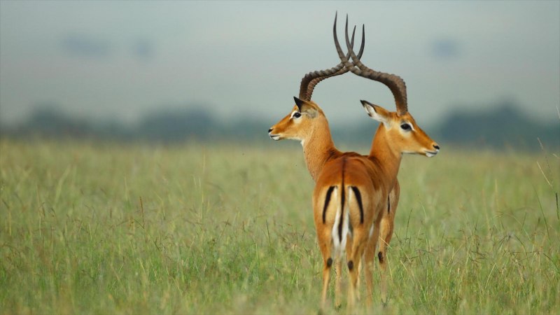 Gazelle животное
