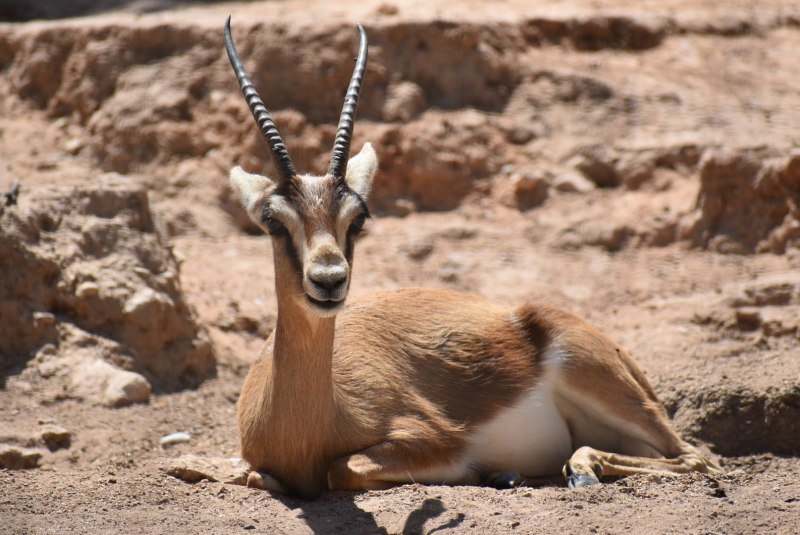 • Песчаная Газель (Gazella leptoceros)