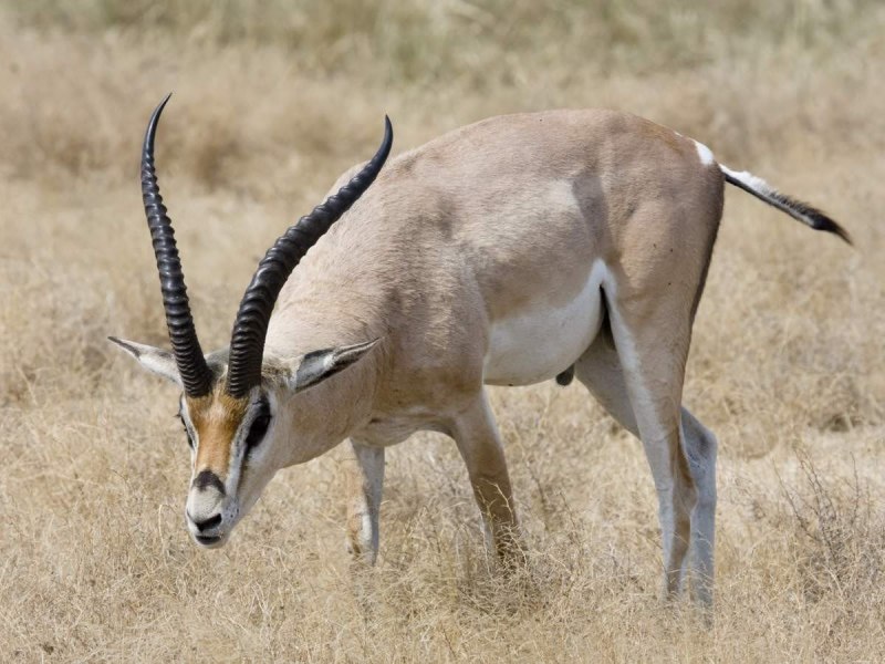 • Песчаная Газель (Gazella leptoceros)