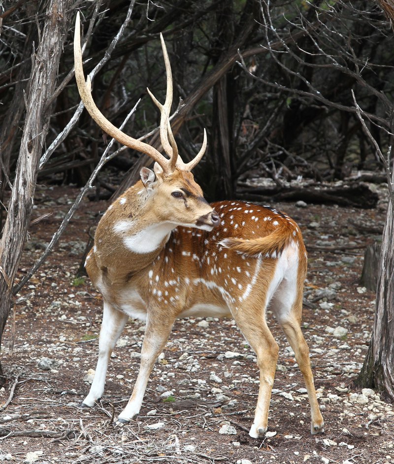 Tadoba National Park nature