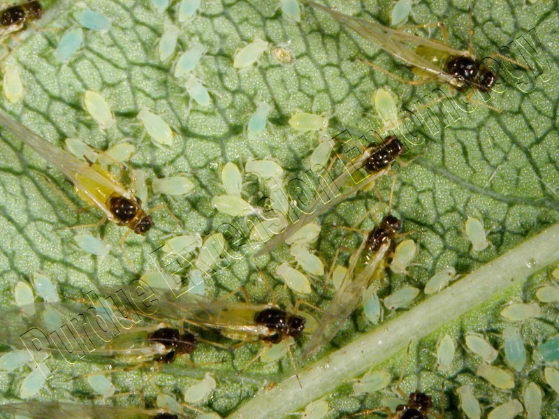 Тля бахчевая (Aphis gossypii)