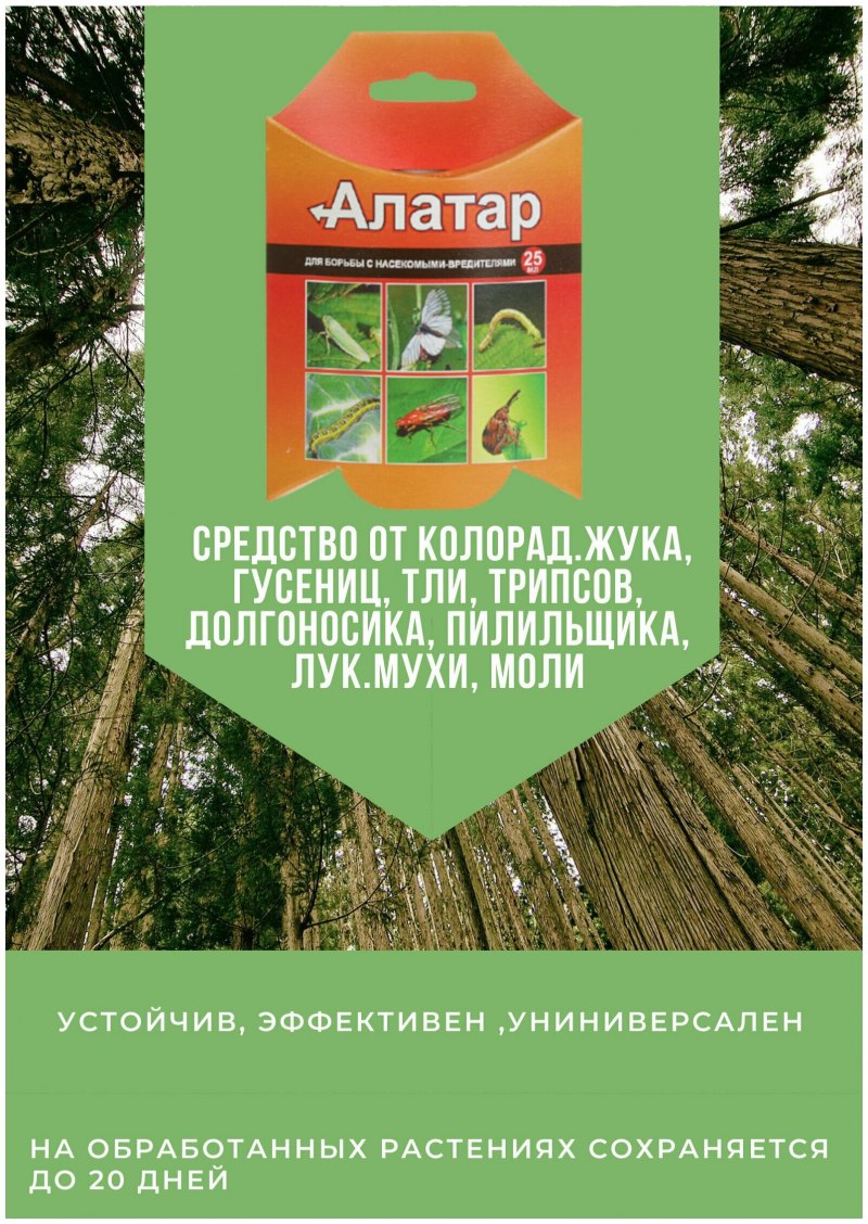 Личинки лилейного жука