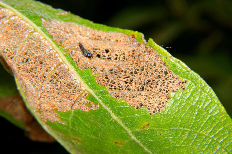 Acyrthosiphon Pisum