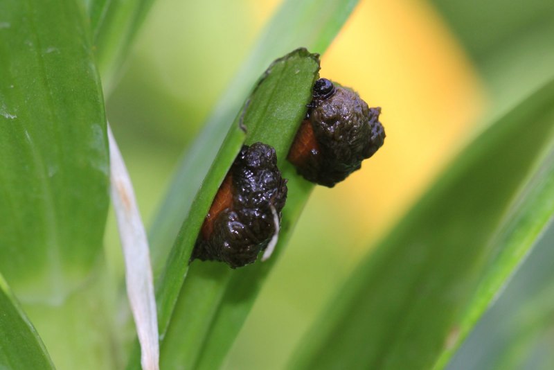 Листоблошка морковная Trioza apicalis