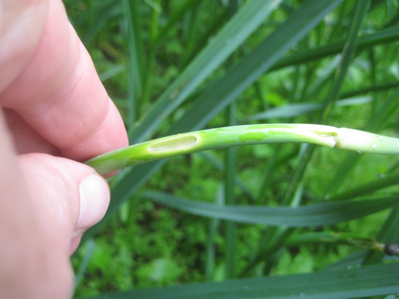 Spodoptera frugiperda (Smit) личинка