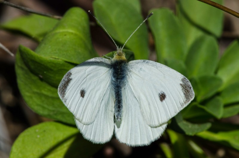 Pieris brassicae гусеница