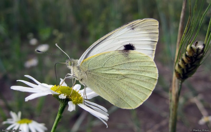Pieris brassicae l