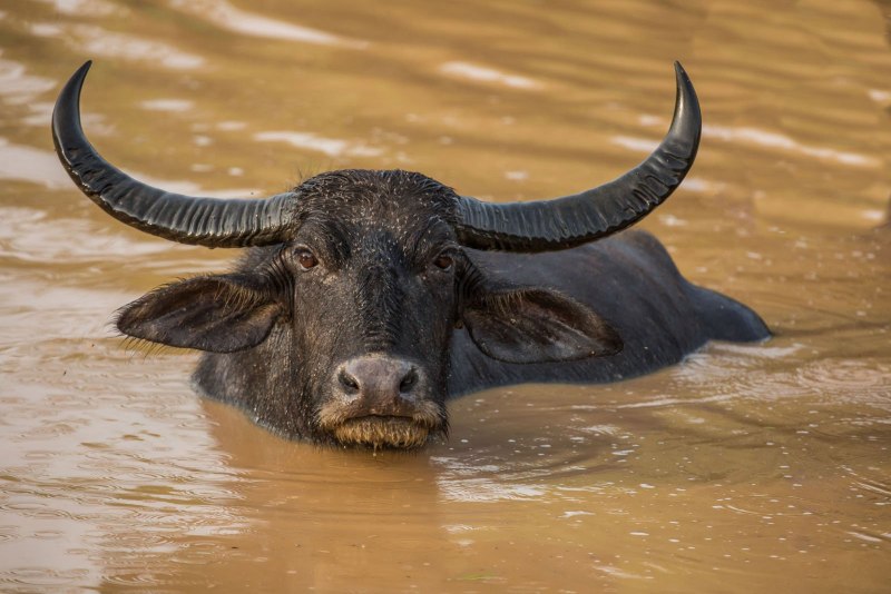 Буйвол в воде