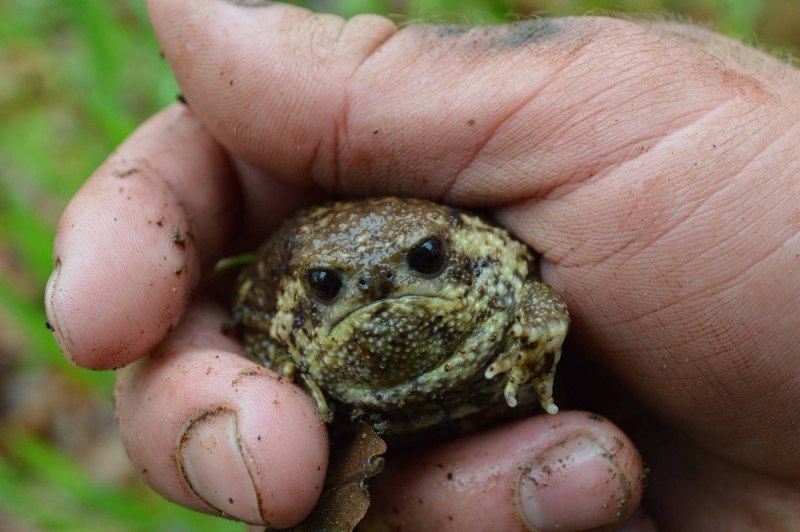 Африканский узкорот breviceps fuscus