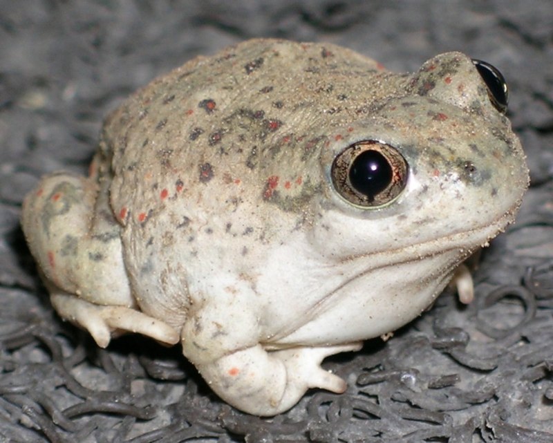 Черная дождевая лягушка breviceps fuscus