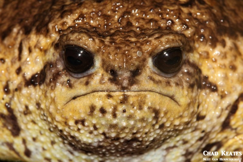 Лягушка breviceps fuscus