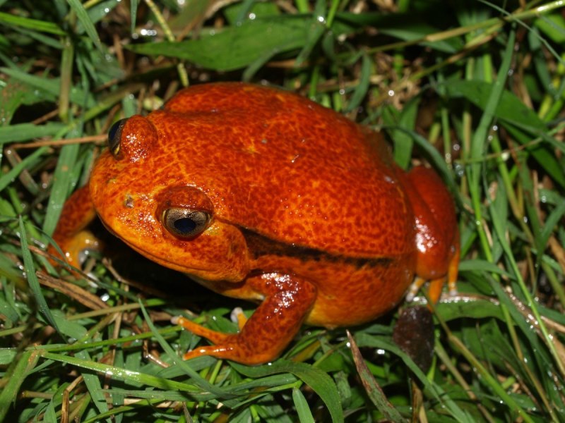 Glyphoglossus Molossus