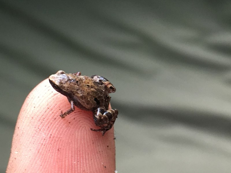 Sonoran Desert toad