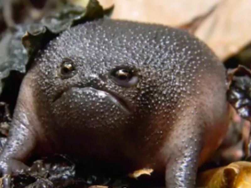 Черная дождевая лягушка breviceps fuscus