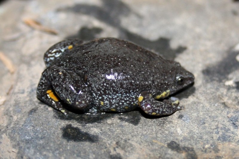 Paedophryne Amanuensis