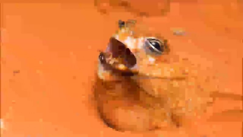 Лягушка breviceps fuscus